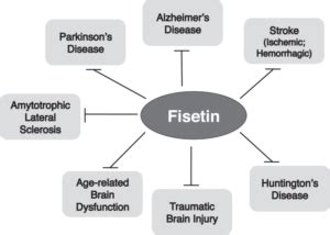 fisten|Fisetin .